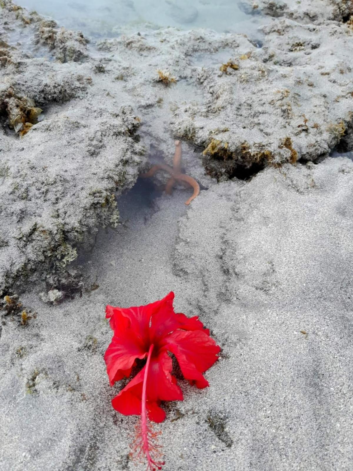 Pousada Flor Da Barra Maragogi Zewnętrze zdjęcie